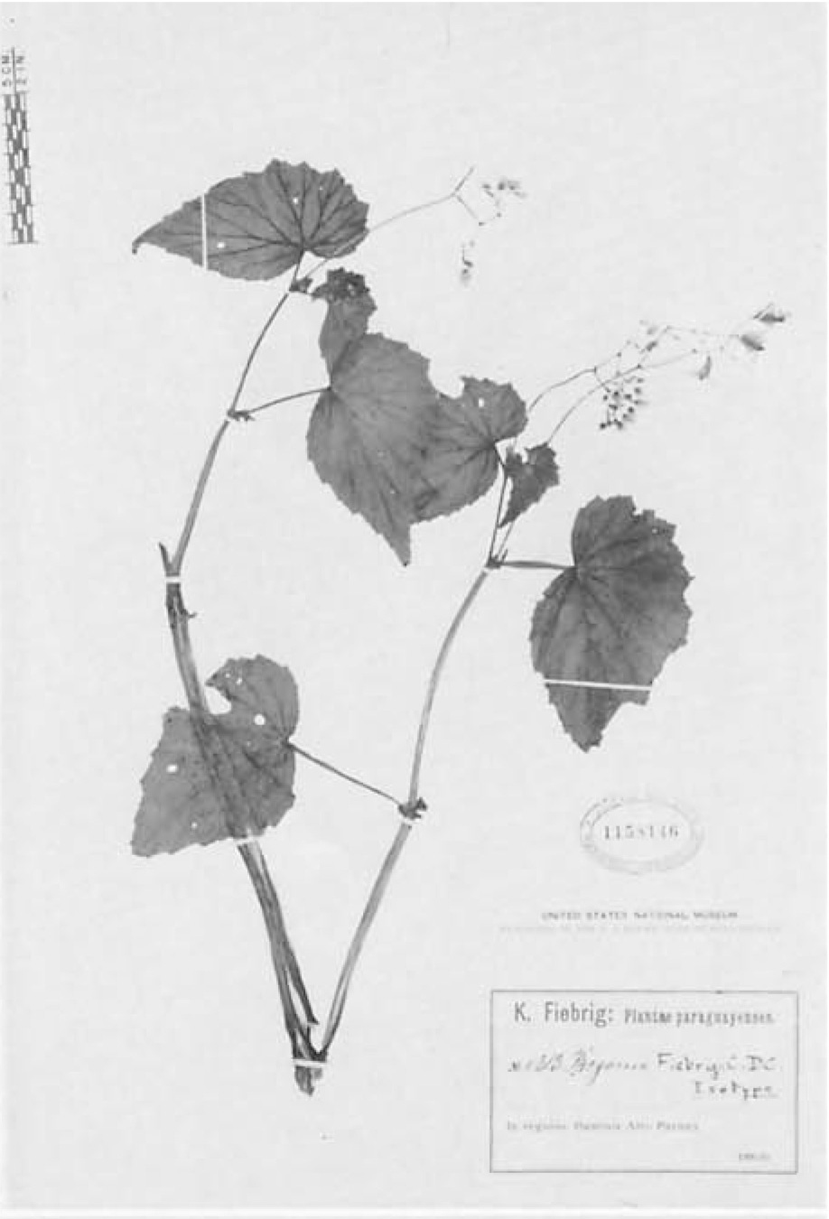 B. fiebrigii
